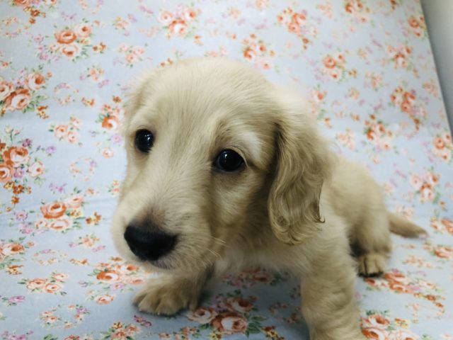 ミニチュアダックス