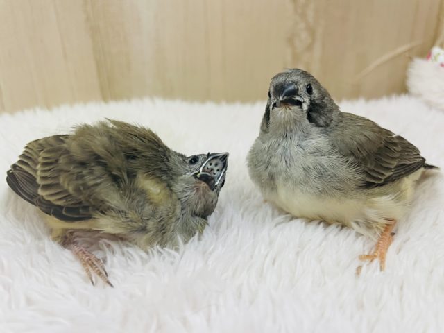 錦花鳥（キンカチョウ）