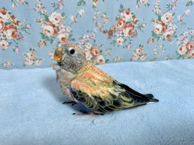 アキクサインコ（秋草インコ）