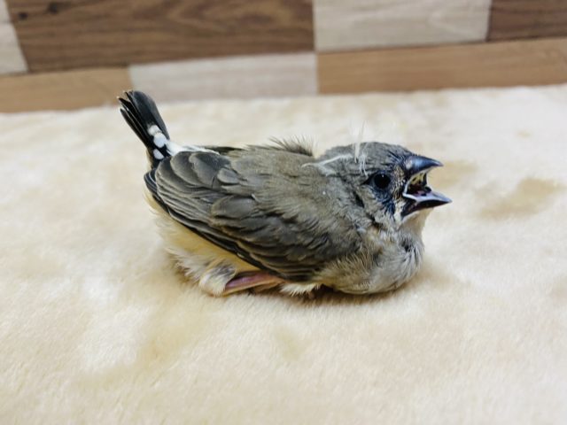 錦花鳥（キンカチョウ）