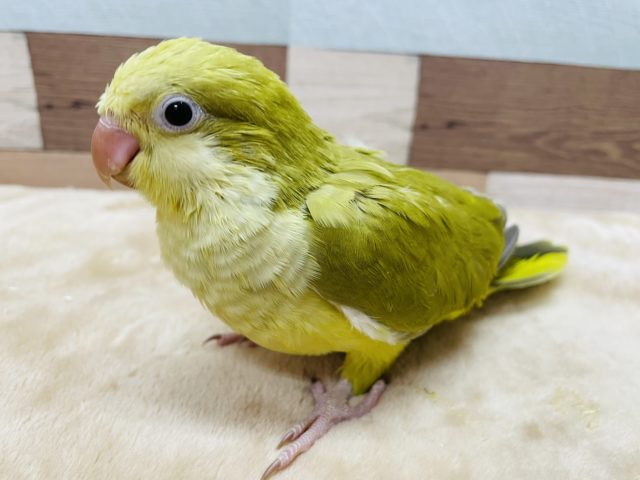 オキナインコ