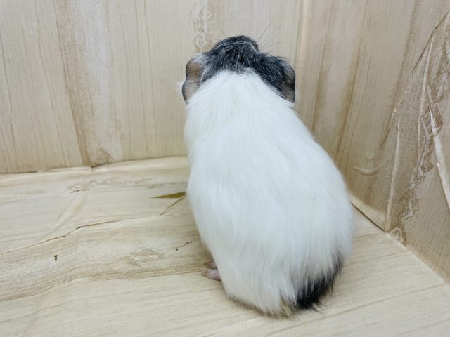 ペルビアンモルモット