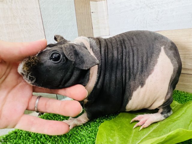 スキニーギニアピッグ
