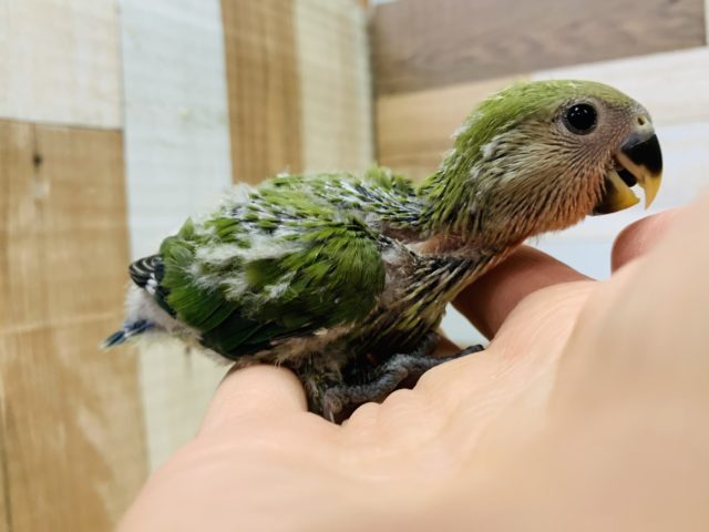 コザクラインコ（小桜インコ）