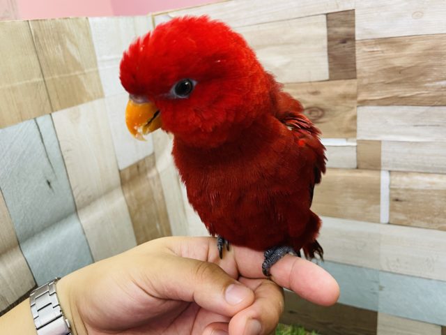 ヒインコ
