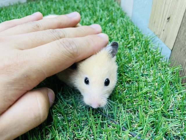 ゴールデンハムスター