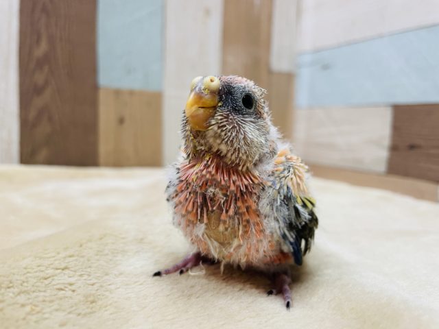 アキクサインコ（秋草インコ）