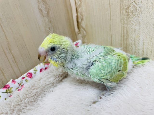 セキセイインコ