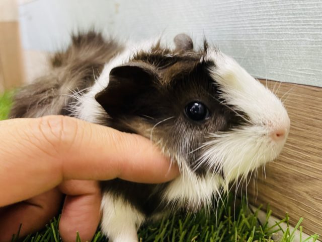 アビシニアンモルモット