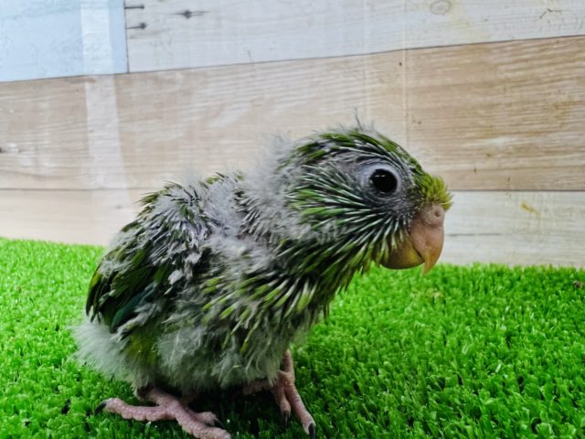 アサギリインコ