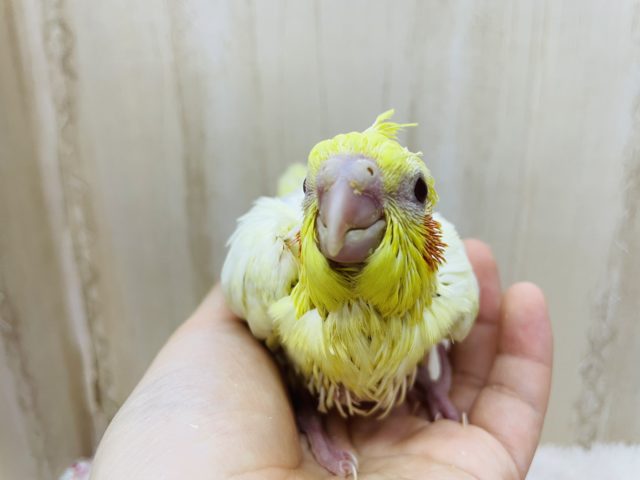 オカメインコ