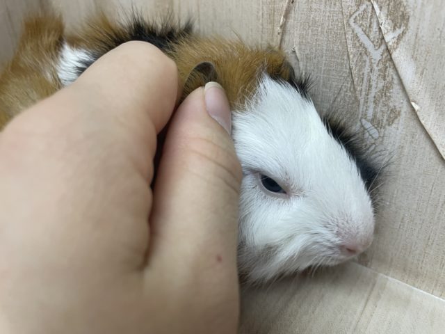 アビシニアンモルモット