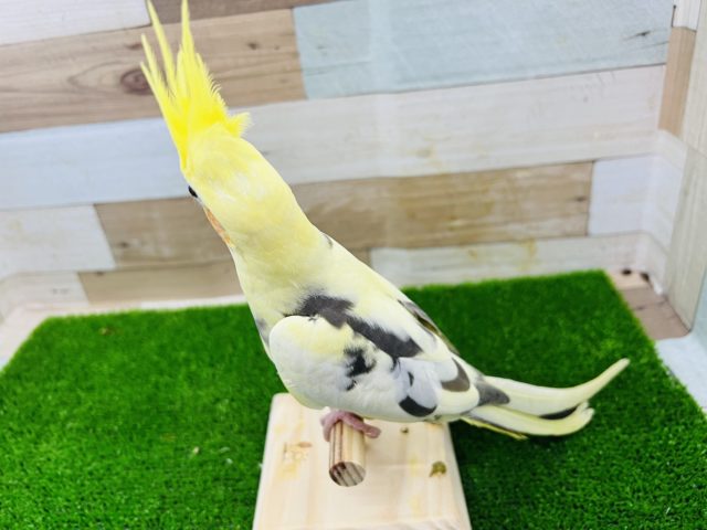 オカメインコ