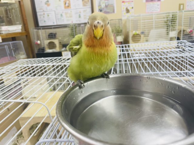 コザクラインコ（小桜インコ）