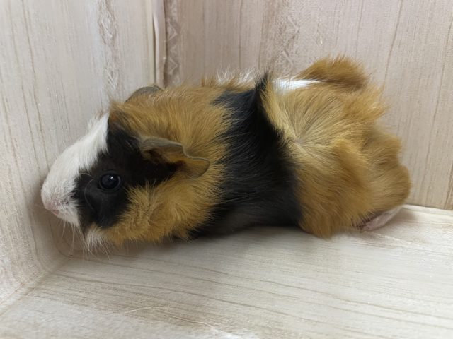 アビシニアンモルモット