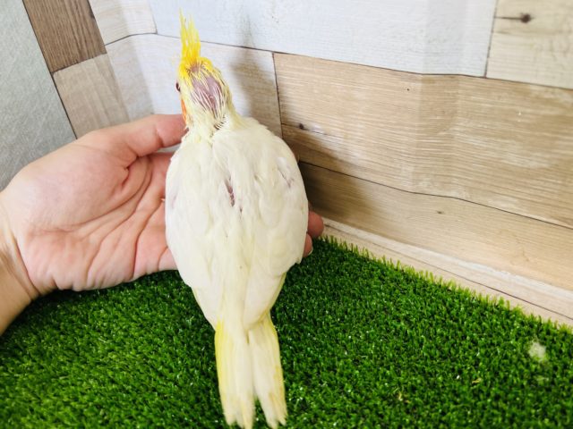 オカメインコ