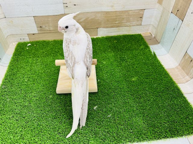 オカメインコ