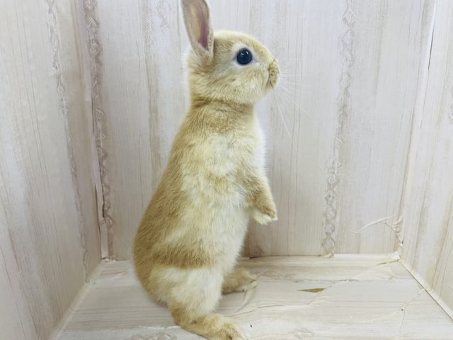 ネザーランドドワーフ