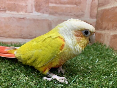 ホオミドリウロコインコ