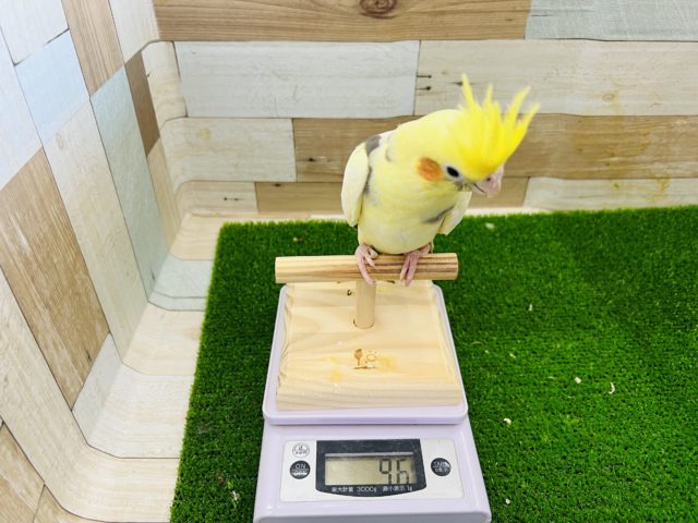 オカメインコ