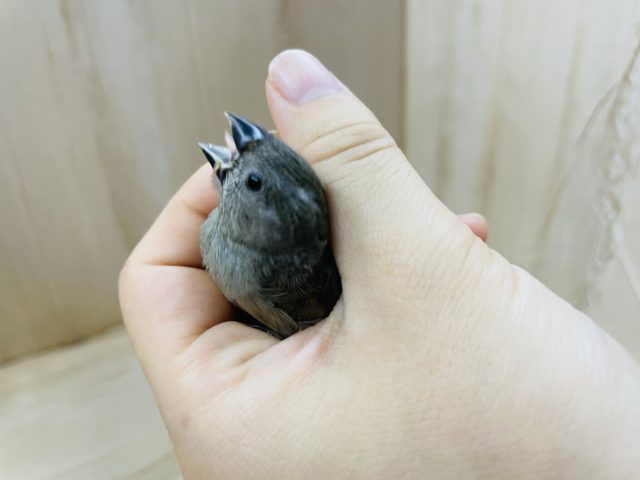 錦花鳥（キンカチョウ）