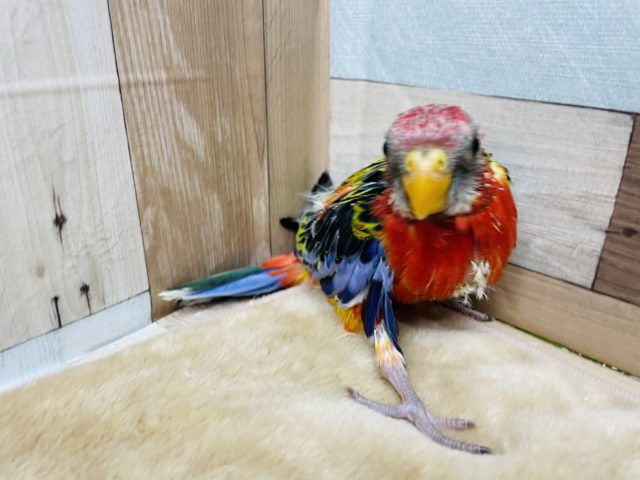 ナナクサインコ（七草インコ）