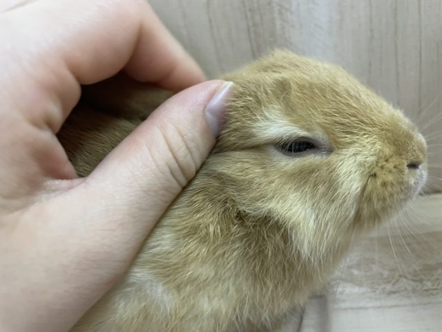 ネザーランドドワーフ