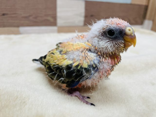 アキクサインコ（秋草インコ）