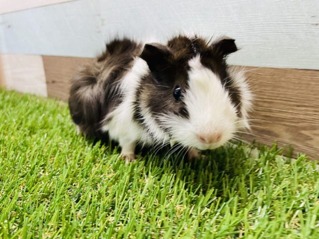 アビシニアンモルモット