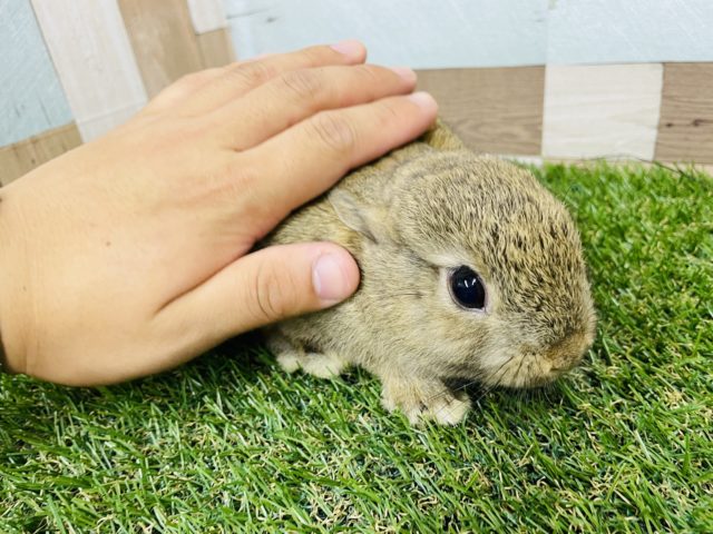 ネザーランドドワーフ