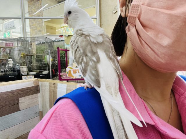 オカメインコ