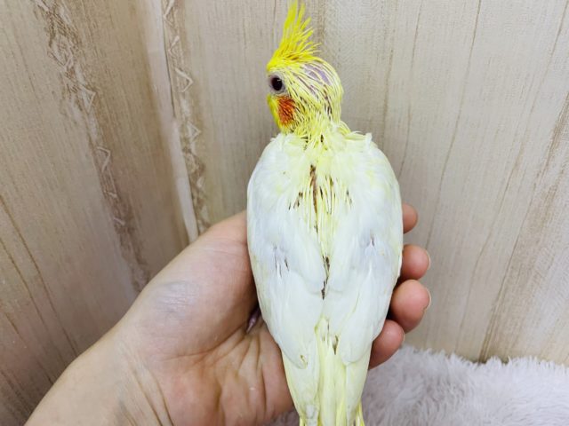 オカメインコ