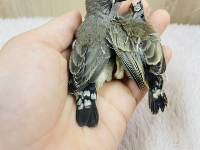 錦花鳥（キンカチョウ）