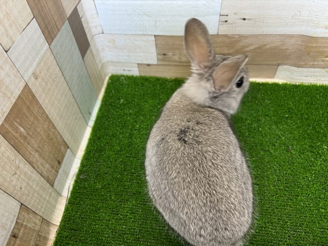 ネザーランドドワーフ