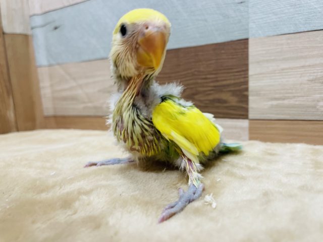 コザクラインコ（小桜インコ）
