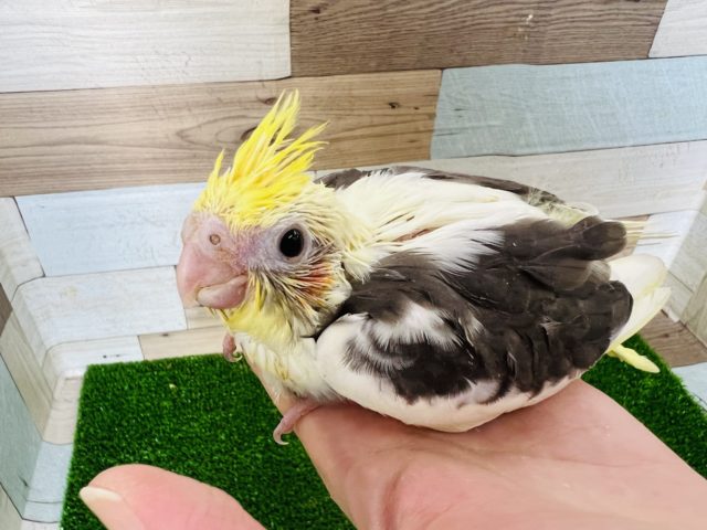 世界に1羽のカラー?パイドオカメインコ☆ オカメインコ