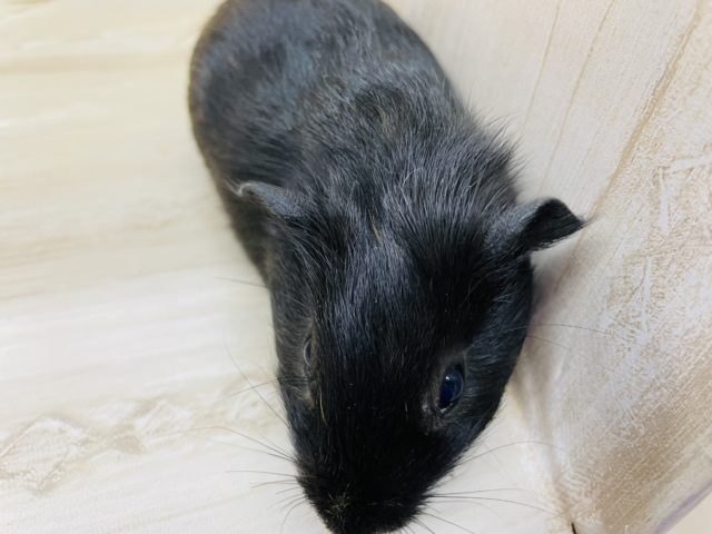 イングリッシュモルモット