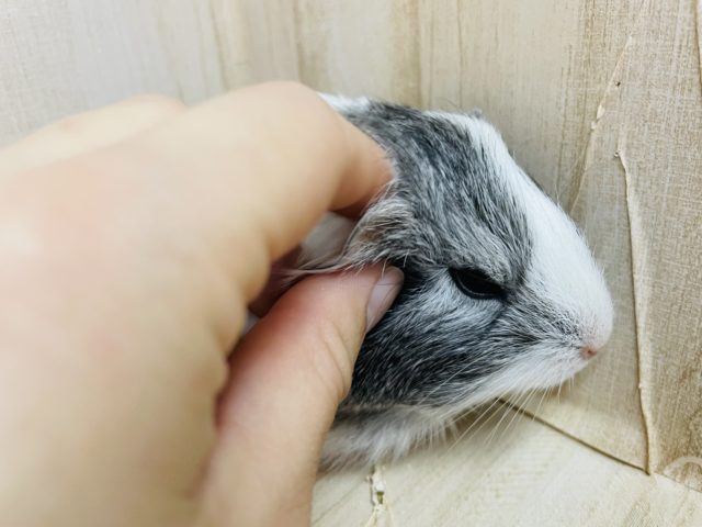 ペルビアンモルモット