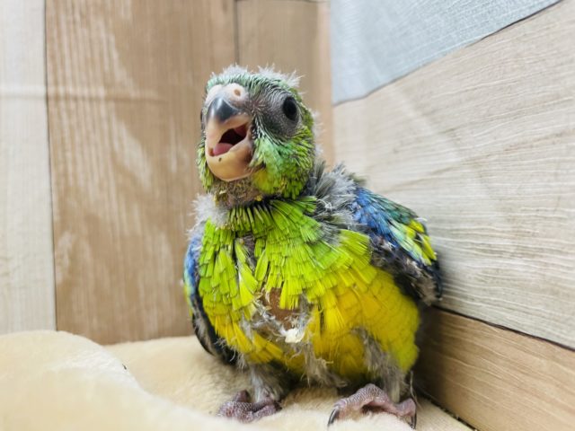 ビセイインコ（美声インコ）