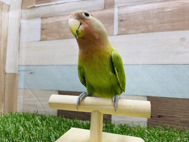 コザクラインコ（小桜インコ）