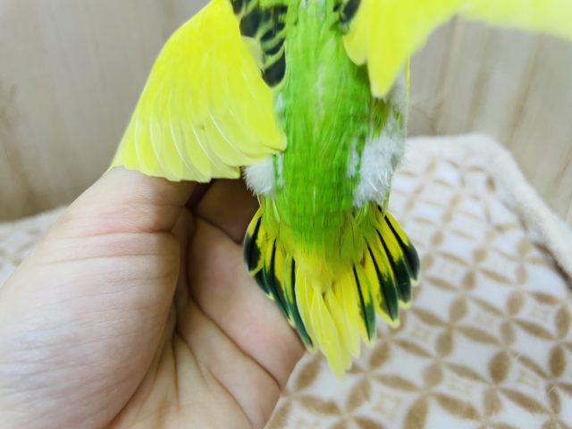 セキセイインコ