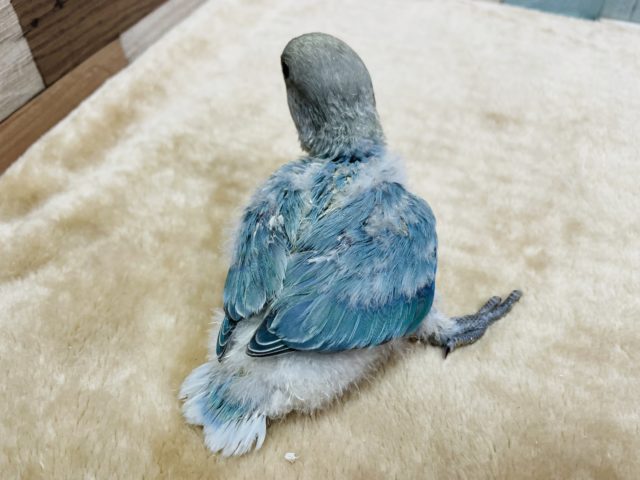 コザクラインコ（小桜インコ）