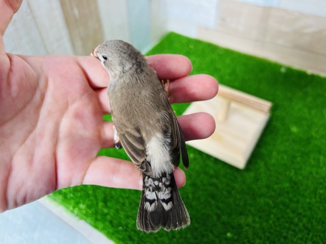 錦花鳥（キンカチョウ）