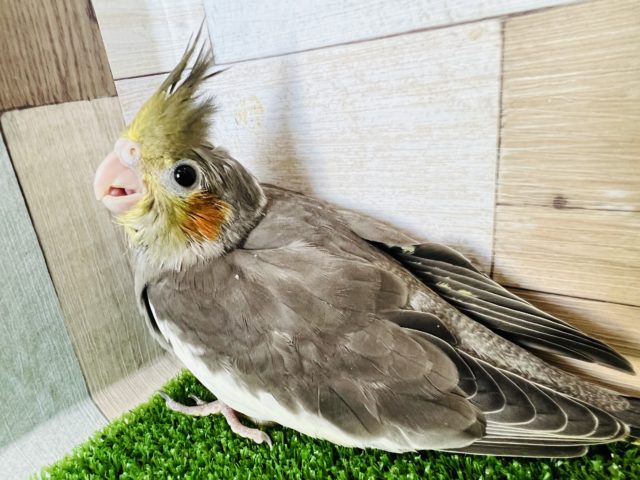 オカメインコ