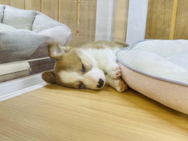 ウェルシュコーギー・ペンブローグ