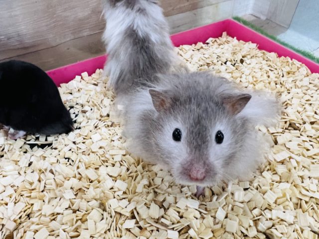 ゴールデンハムスター