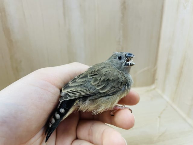 錦花鳥（キンカチョウ）