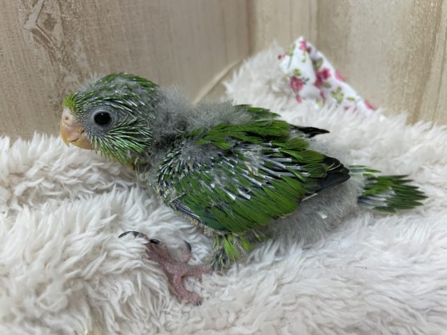 アサギリインコ