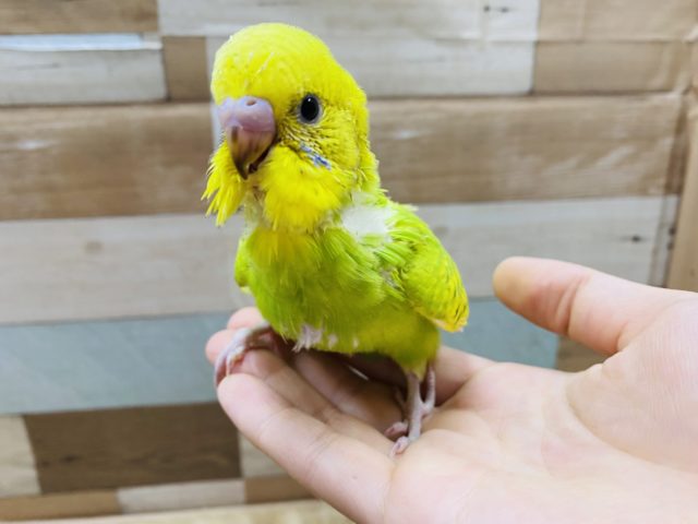 セキセイインコ