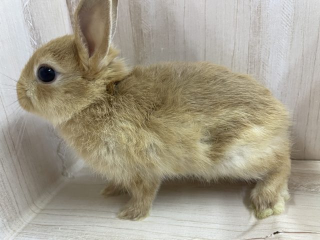 ネザーランドドワーフ